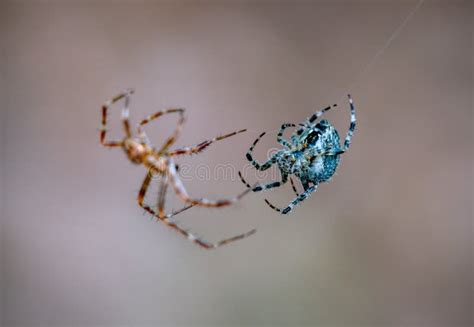 Spider fighting .